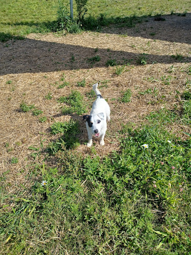 Country Canines Play Park – Cumberland