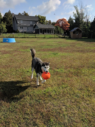 Country Canines Play Park Inc.