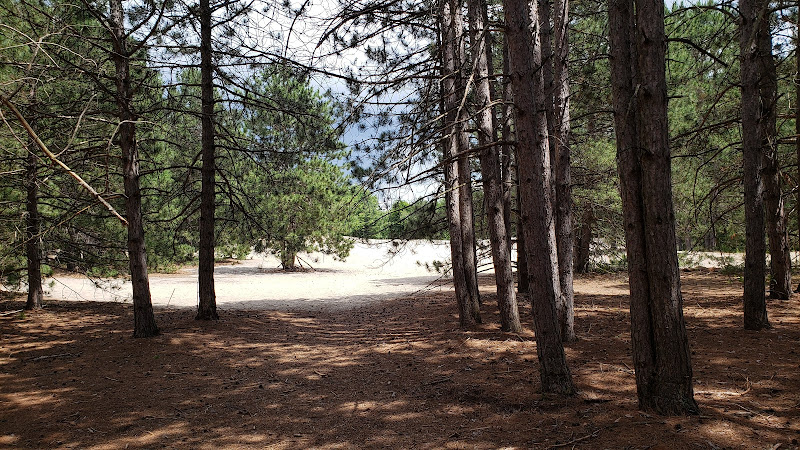 Pinhey Sand Dune Complex Site 1 – The Sanctuary for Butterfly and Pollinators